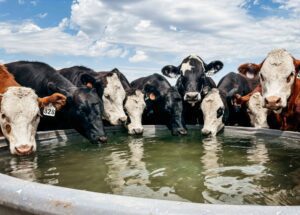 Livestock - Holly Mettling