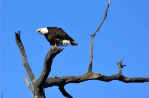 Wildlife - Alan Tajchman