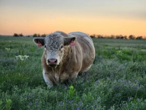 Honorable Mention - Chelsea Weber